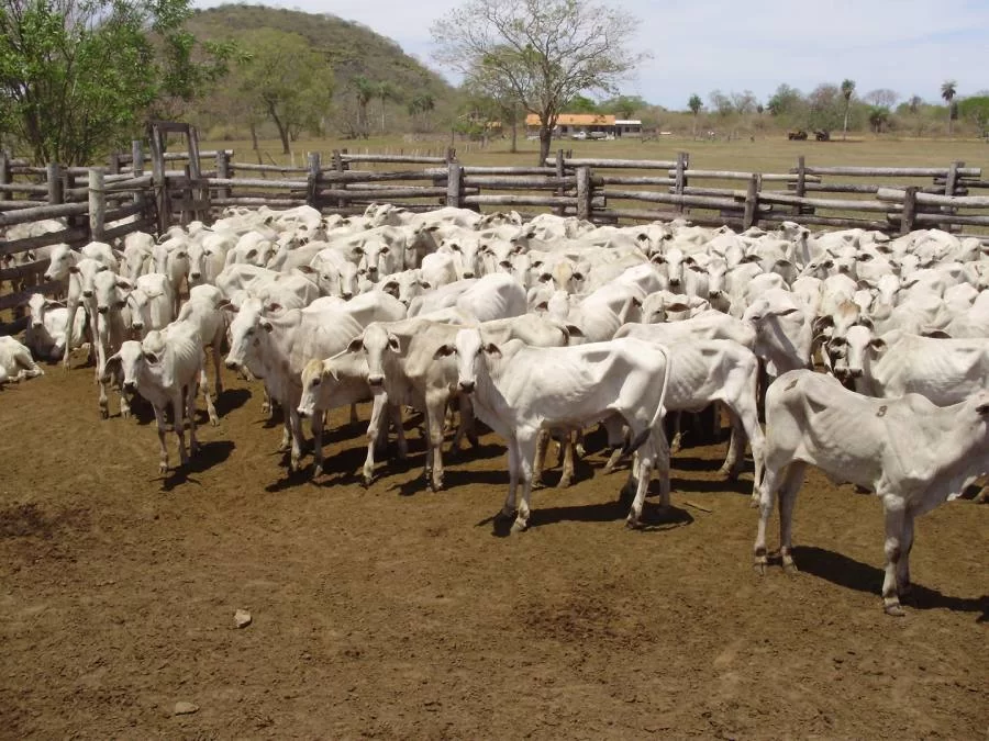 Preço da reposição de bezerros em crescente alta no Tocantins, produtores comemoram