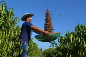 Preço do café se mantém em ano de safra menor; Produto foi vendido no Tocantins a R$ 4,03 no varejo