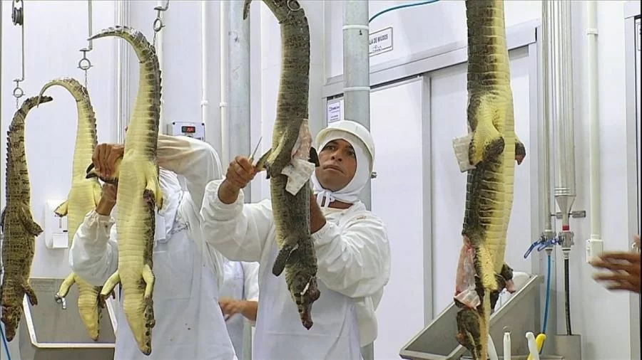 Empresa promete implantar no Tocantins projeto piloto de comercialização de Jacaré-açu