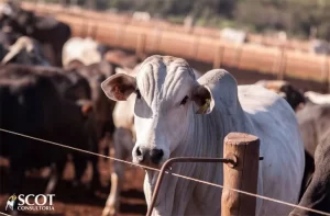 Menor oferta e mercado do boi gordo firme