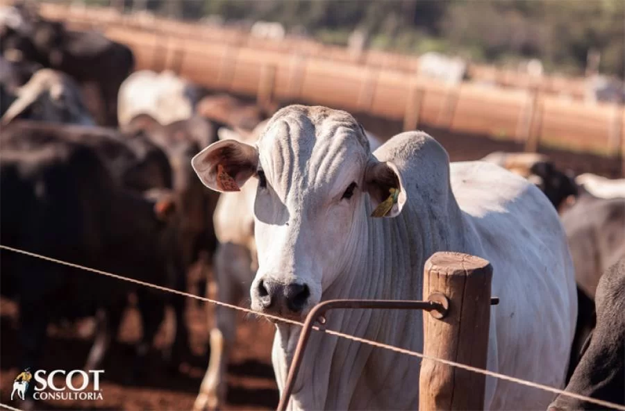 Menor oferta e mercado do boi gordo firme