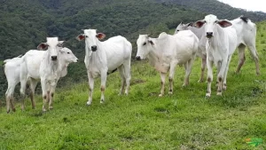 Tocantins inicia semana com perspectiva de bons negócios no mercado da novilha gorda