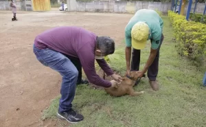 Vacinação de cães e gatos contra a raiva continua em Gurupi