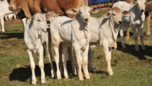 Início do verão traz cenário de queda nos preços da reposição da fÃªmea no Tocantins
