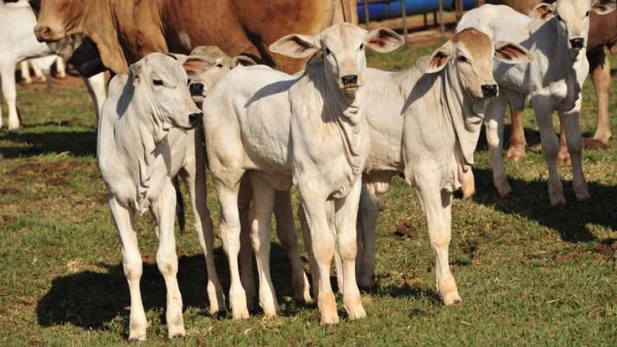 Início do verão traz cenário de queda nos preços da reposição da fÃªmea no Tocantins