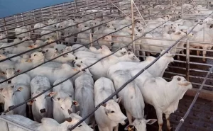 Praças tocantinenses apresentam queda no preço da arroba do boi gordo no início desta semana