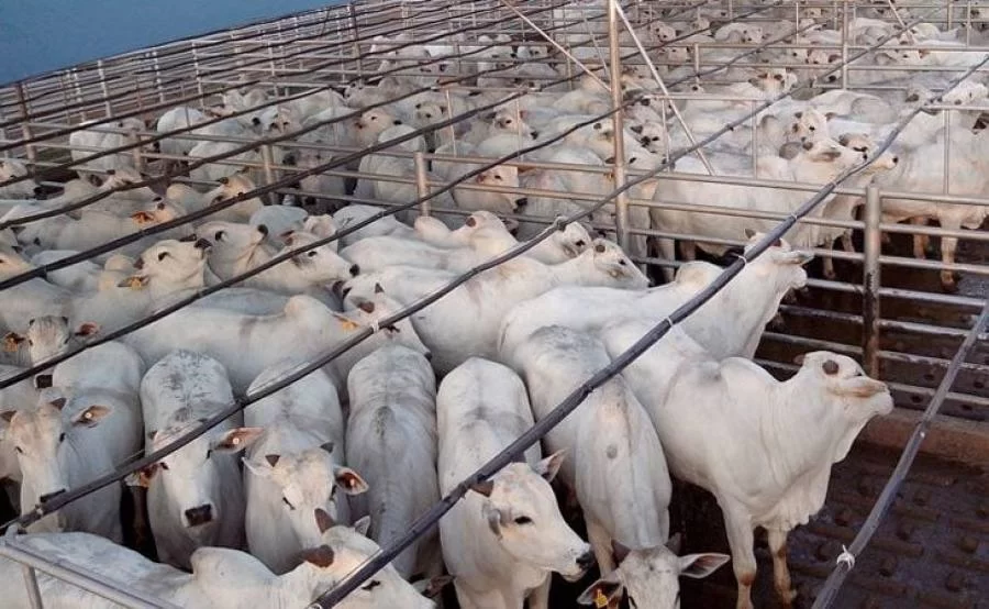 Praças tocantinenses apresentam queda no preço da arroba do boi gordo no início desta semana