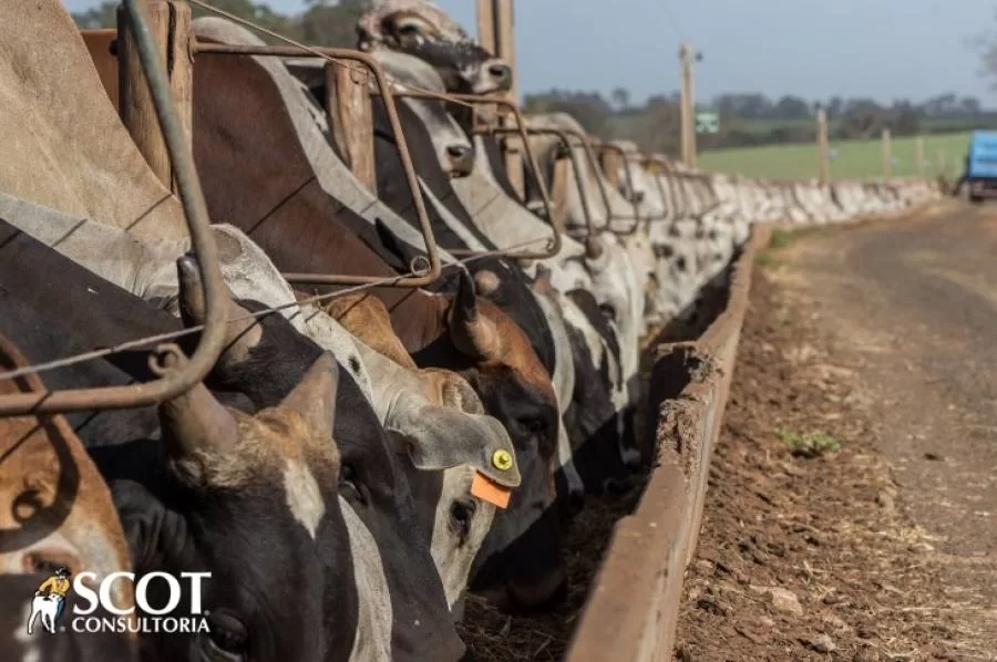 Possibilidade alta: Mercado do boi gordo com viÃÂ©s de alta
