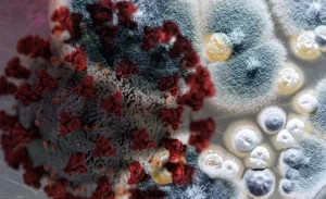 Urgente! Cidade de Conceição do Araguaia no Pará que divide fronteira com o estado do Tocantins registra primeiro caso de fungo negro