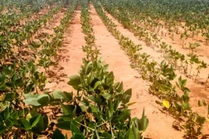 Falta de chuvas compromete culturas de 2ª safra no Tocantins