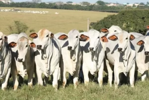 Semana começa com queda nos preços da novilha gorda na região norte e estabilidade na região sul