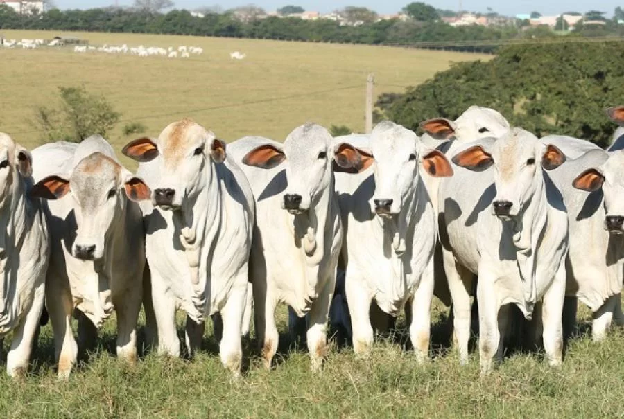 Semana começa com queda nos preços da novilha gorda na região norte e estabilidade na região sul