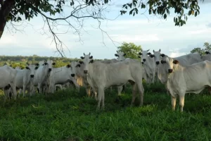 Prazo para declaração de vacinação de bovinos da campanha da aftosa encerra neste sábado, 10