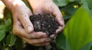 Entregas  de adubos no paÃÂ­s teve crescimento em julho