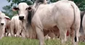 Queda nas cotações do boi gordo em Tocantins reforça cenário de mercado volátil