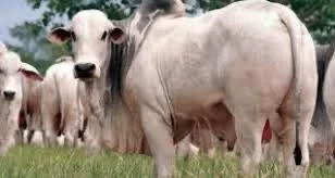 Queda nas cotações do boi gordo em Tocantins reforça cenário de mercado volátil