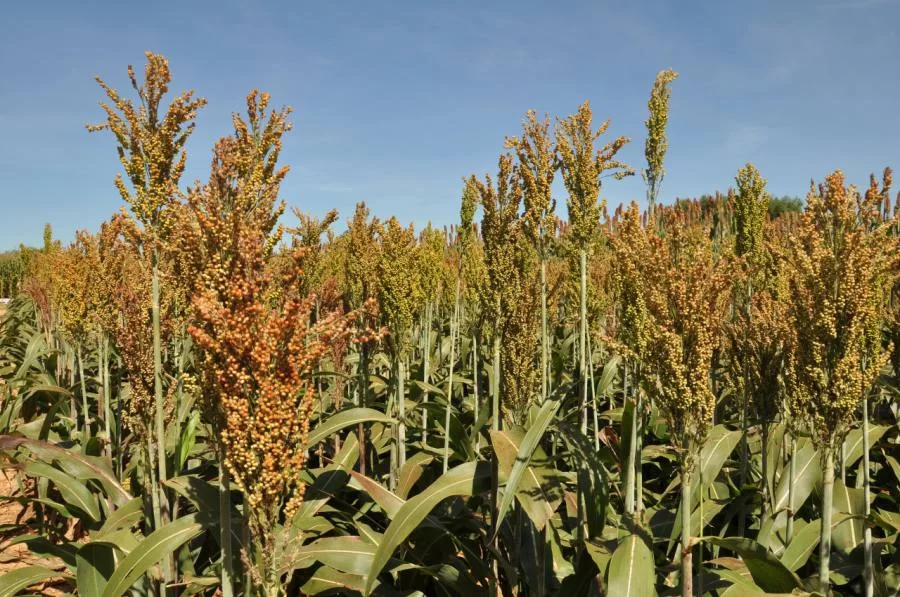 Em fase de colheita final, produção de sorgo deve aumentar em 48 % no Tocantins, diz Seagro