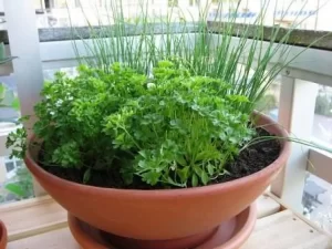 Saiba quais hortaliÃÂ§as plantar nos meses de agosto e setembro