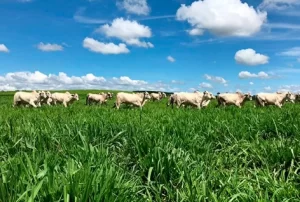 Brasil ocupa 23ª posição no ranking de áreas ocupadas de pastagens para bovinos no mundo