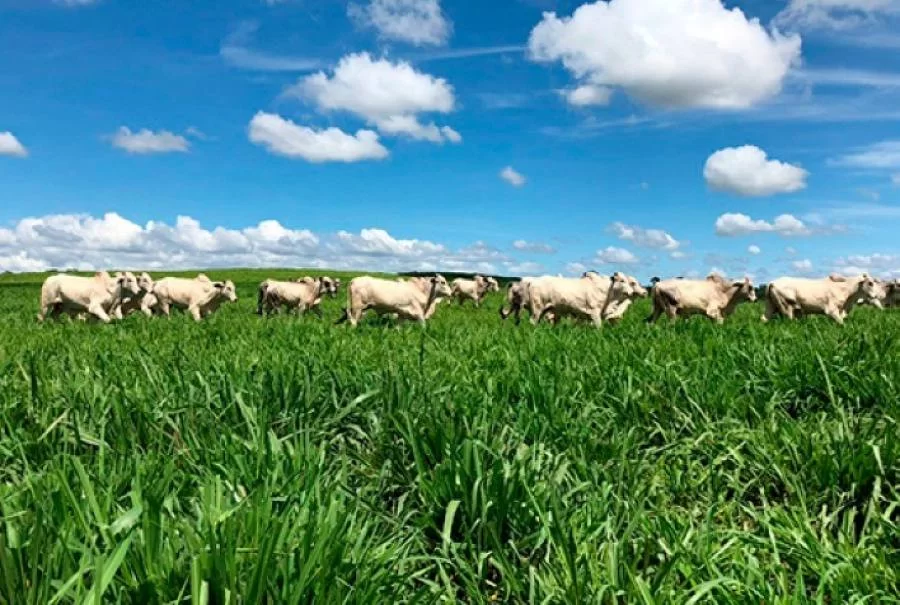 Brasil ocupa 23ª posição no ranking de áreas ocupadas de pastagens para bovinos no mundo