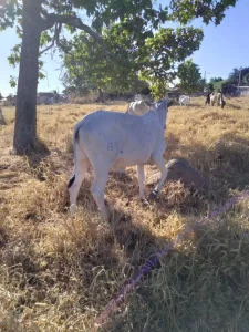 Polícia Cívil recupera cabeças de gado furtadas e prende suposto autor do crime em Guaraí