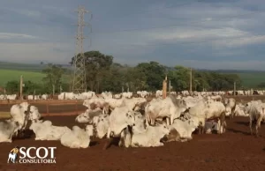 Oferta restrita mantÃÂ©m preÃÂ§os firmes no mercado do boi