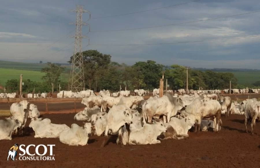 Oferta restrita mantÃÂ©m preÃÂ§os firmes no mercado do boi