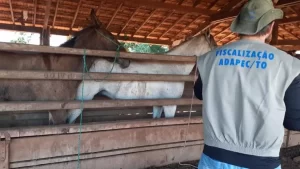 Tocantins registra o 17Âº caso de mormo em equídeo