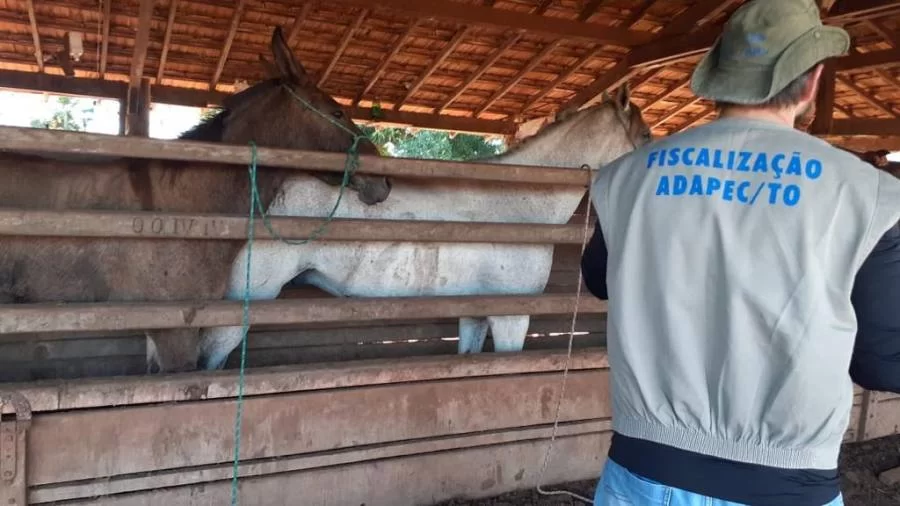 Tocantins registra o 17Âº caso de mormo em equídeo