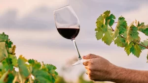 Leilão Vinhos e Vidas será realizado em prol do Hospital do Câncer de Patrocínio (MG)