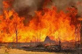 Incêndios Aumentam 64% em Florestas Públicas Não Destinadas da Amazônia em 2024, Apesar da Queda no Desmatamento