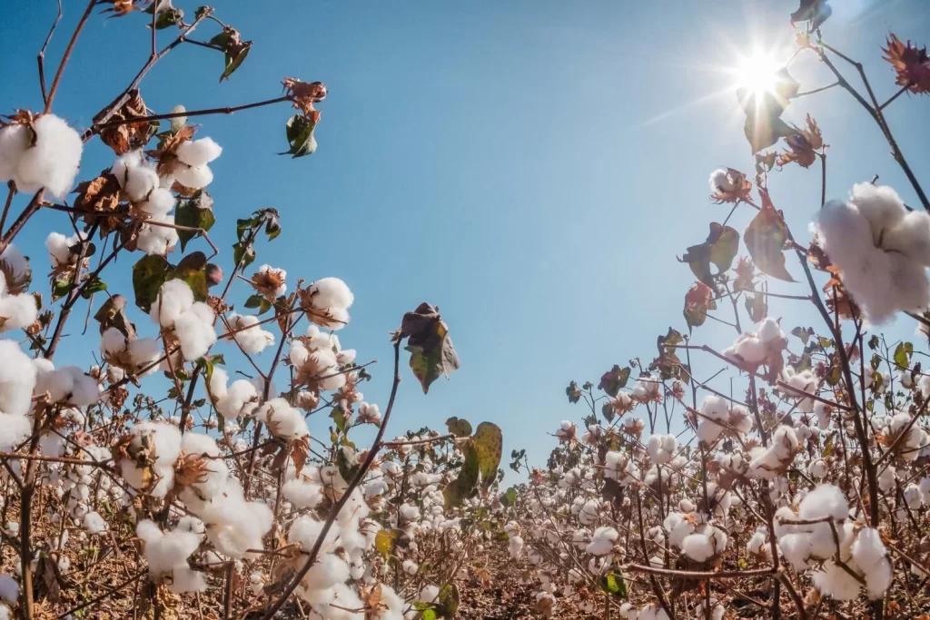 Plantio de algodão começa no Tocantins a partir de 21 de novembro após o vazio sanitário