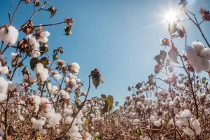 Plantio de algodão começa no Tocantins a partir de 21 de novembro após o vazio sanitário