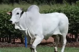 Mercado do Boi Gordo no Tocantins: Dinâmica e Perspectivas para 2025