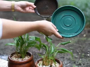 Dicas para prevenir a dengue no período chuvoso