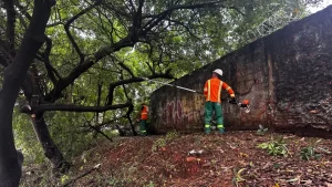 Prefeitura de Goiânia realiza limpeza de lama e remoção de árvores caídas após fortes chuvas