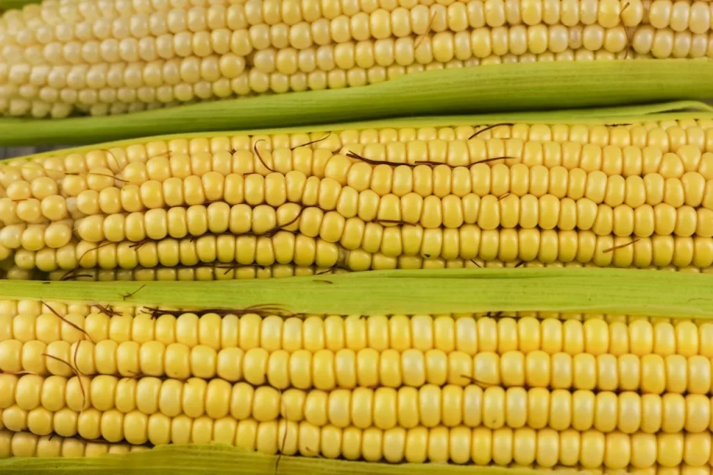 Dia Internacional do Milho: cereal símbolo da culinária brasileira ganha protagonismo no agronegócio e na alimentação saudável