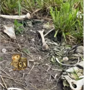 Urgente: Ossada humana é encontrada em fazenda de Colinas-TO