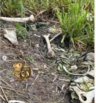 Urgente: Ossada humana é encontrada em fazenda de Colinas-TO