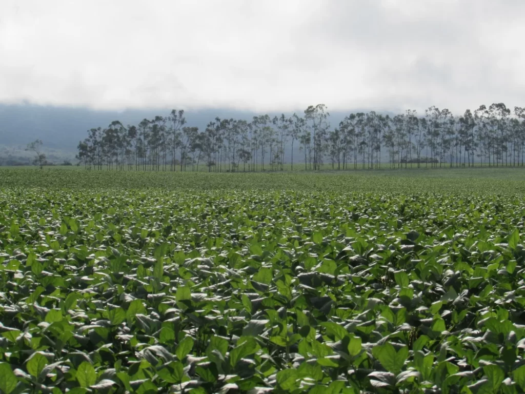 Contratos rurais: A importância da segurança jurídica em negócios de alto valor