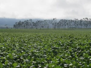 Contratos rurais: A importância da segurança jurídica em negócios de alto valor