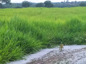 Fazenda Nelore: Oportunidade Rara para Pecuária e Agricultura em Dois Irmãos do Tocantins