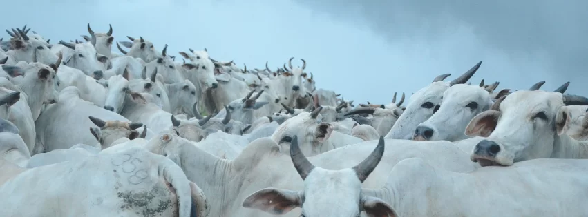 Mercado do Boi Gordo no Tocantins: expectativa de alta sustentada e exportação impulsionando preços