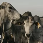 Quinta do Agro: 4 sinais explicam alta do boi gordo no Tocantins e retenção de gado nas fazendas
