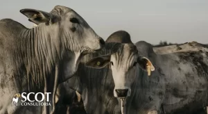Quinta do Agro: 4 sinais explicam alta do boi gordo no Tocantins e retenção de gado nas fazendas