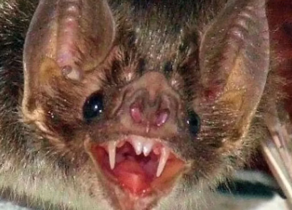 Tocantins registra 12º caso de raiva humana desde 1991; paciente está em estado grave na UTI