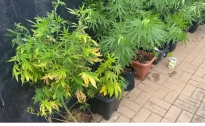 Homem é preso por tráfico de drogas, posse ilegal de arma e apologia ao crime em Araguaína