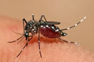 Casos de dengue aumentam  224% no Tocantins no período chuvoso