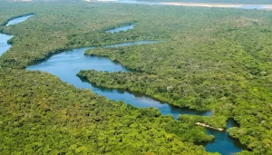 Tocantins lidera recuperação de áreas degradadas na Região Norte e avança em estratégias sustentáveis