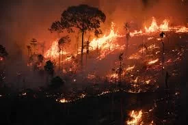 Incêndios em Florestas Públicas Não Destinadas na Amazônia Sobem 64% em 2024